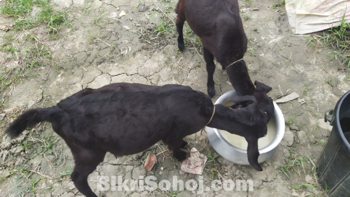 দুইটি খাসি ও একটি বকরী বিক্রি হবে।